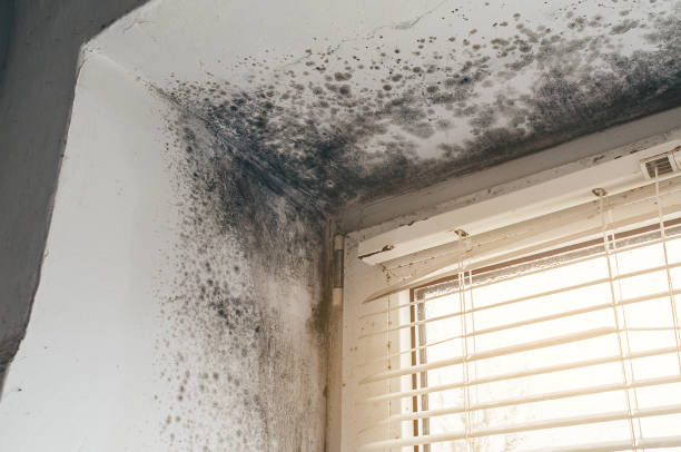 Affordable Bathroom Mold Removal solutions in Sharpsburg, NC